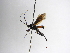  ( - INBIOCRI002300349)  @11 [ ] Copyright (2012) B. Hernandez Instituto Nacional de Biodiversidad