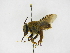  ( - INBIOCRI002350209)  @11 [ ] Copyright (2012) Braulio Hernandez Instituto Nacional de Biodiversidad