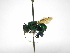  (Euglossa townsendi - INBIOCRI002366061)  @11 [ ] Copyright (2012) Braulio Hernandez Instituto Nacional de Biodiversidad