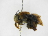  ( - INBIOCRI002369418)  @11 [ ] Copyright (2012) Braulio Hernandez Instituto Nacional de Biodiversidad