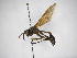  (Mischocyttarus melanarius - INBIOCRI002381558)  @14 [ ] Copyright (2012) Braulio Hernandez Instituto Nacional de Biodiversidad