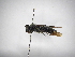  (Polistes aterrimus - INBIOCRI002395040)  @13 [ ] Copyright (2012) Braulio Hernandez Instituto Nacional de Biodiversidad