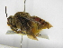  (Epicharis metatarsalis - INBIOCRI002574180)  @11 [ ] Copyright (2012) Braulio Hernandez Instituto Nacional de Biodiversidad