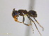  ( - JJ-M1-01)  @13 [ ] CreativeCommons - Attribution (2011) M. Alex Smith Centre for Biodiversity Genomics