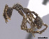  (Apterostigma JTL019 - CASENT0628982)  @13 [ ] CreativeCommons - Attribution (2013) Unspecified www.antweb.org