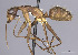 (Camponotus JTL021 - CASENT0628958)  @15 [ ] CreativeCommons - Attribution (2013) Unspecified www.antweb.org