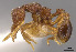  (Strumigenys cassicuspis - CASENT0628989)  @13 [ ] CreativeCommons - Attribution (2013) Unspecified www.antweb.org