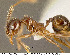  (Pheidole psilogaster - CASENT0609221)  @14 [ ] Unspecified (default): All Rights Reserved  image by J. Longino Unspecified