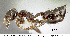  (Crematogaster pygmaea - CASENT0609237)  @14 [ ] Unspecified (default): All Rights Reserved  image by J. Longino Unspecified