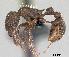  (Tetramorium pacificum - CASENT0055879-D01)  @14 [ ] Unspecified (default): All Rights Reserved  Unspecified Unspecified