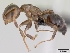  (Crematogaster dentata - CASENT0059574-D01)  @13 [ ] Unspecified (default): All Rights Reserved  Unspecified Unspecified