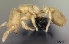  (Solenopsis MU01 - CASENT0060121-D01)  @13 [ ] Unspecified (default): All Rights Reserved  Unspecified Unspecified
