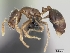 (Solenopsis mameti - CASENT0055787-D01)  @13 [ ] Unspecified (default): All Rights Reserved  Unspecified Unspecified