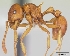  (Pristomyrmex MU01 - CASENT0059968-D01)  @13 [ ] Unspecified (default): All Rights Reserved  Unspecified Unspecified