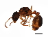  (Myrmicini - 09GUANTS-098)  @16 [ ] CreativeCommons - Attribution (2010) CBG Photography Group Centre for Biodiversity Genomics