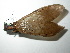  ( - Cau00043)  @13 [ ] Copyright (2010) Unspecified China Agricultural University