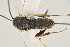  ( - DHJPAR0001544)  @12 [ ] CreativeCommons - Attribution Non-Commercial Share-Alike (2015) Jose L. Fernandez-Triana Canadian National Collection