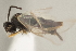  ( - DHJPAR0001546)  @12 [ ] CreativeCommons - Attribution Non-Commercial Share-Alike (2015) Jose L. Fernandez-Triana Canadian National Collection