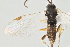  ( - DHJPAR0001655)  @11 [ ] CreativeCommons - Attribution Non-Commercial Share-Alike (2015) Jose L. Fernandez-Triana Canadian National Collection