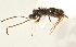  ( - DHJPAR0003982)  @13 [ ] CreativeCommons - Attribution Non-Commercial Share-Alike (2015) Jose L. Fernandez-Triana Canadian National Collection