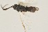  ( - DHJPAR0005196)  @12 [ ] CreativeCommons - Attribution Non-Commercial Share-Alike (2015) Jose L. Fernandez-Triana Canadian National Collection