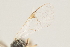  ( - DHJPAR0005196)  @12 [ ] CreativeCommons - Attribution Non-Commercial Share-Alike (2015) Jose L. Fernandez-Triana Canadian National Collection