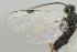  ( - DHJPAR0012761)  @12 [ ] CreativeCommons - Attribution Non-Commercial Share-Alike (2015) Jose L. Fernandez-Triana Canadian National Collection