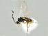  ( - DHJPAR0001561)  @11 [ ] CreativeCommons - Attribution Non-Commercial Share-Alike (2015) Jose L. Fernandez-Triana Canadian National Collection