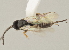  ( - DHJPAR0012531)  @12 [ ] CreativeCommons - Attribution Non-Commercial Share-Alike (2015) Jose L. Fernandez-Triana Canadian National Collection