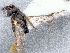  ( - DHJPAR0013238)  @12 [ ] CreativeCommons - Attribution Non-Commercial Share-Alike (2015) Jose L. Fernandez-Triana Canadian National Collection