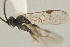  ( - DHJPAR0026209)  @12 [ ] CreativeCommons - Attribution Non-Commercial Share-Alike (2015) Jose L. Fernandez-Triana Canadian National Collection