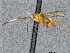  ( - DHJPAR0027669)  @12 [ ] CreativeCommons - Attribution Non-Commercial Share-Alike (2015) Jose L. Fernandez-Triana Canadian National Collection