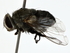  ( - BIOUG71215-C03)  @11 [ ] CreativeCommons - Attribution (2022) CBG Photography Group Centre for Biodiversity Genomics