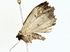  ( - BIOUG80185-B04)  @11 [ ] CreativeCommons - Attribution (2022) CBG Photography Group Centre for Biodiversity Genomics