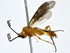  ( - BIOUG80186-A11)  @11 [ ] CreativeCommons - Attribution (2022) CBG Photography Group Centre for Biodiversity Genomics