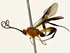  ( - BIOUG80186-C01)  @11 [ ] CreativeCommons - Attribution (2022) CBG Photography Group Centre for Biodiversity Genomics