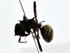  (Polyrhachis rufifemur - BIOUG80186-D05)  @11 [ ] CreativeCommons - Attribution (2022) CBG Photography Group Centre for Biodiversity Genomics