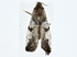 ( - BIOUG80186-F07)  @11 [ ] CreativeCommons - Attribution (2022) CBG Photography Group Centre for Biodiversity Genomics