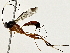  ( - BIOUG80188-E01)  @11 [ ] CreativeCommons - Attribution (2022) CBG Photography Group Centre for Biodiversity Genomics