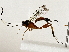  ( - BIOUG80188-G01)  @11 [ ] CreativeCommons - Attribution (2022) CBG Photography Group Centre for Biodiversity Genomics
