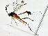  ( - BIOUG80188-G02)  @11 [ ] CreativeCommons - Attribution (2022) CBG Photography Group Centre for Biodiversity Genomics