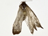  ( - BIOUG80192-H04)  @11 [ ] CreativeCommons - Attribution (2022) CBG Photography Group Centre for Biodiversity Genomics