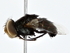  ( - BIOUG80195-C04)  @11 [ ] CreativeCommons - Attribution (2022) CBG Photography Group Centre for Biodiversity Genomics