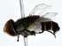  ( - BIOUG80195-C06)  @11 [ ] CreativeCommons - Attribution (2022) CBG Photography Group Centre for Biodiversity Genomics