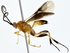  ( - BIOUG80195-D05)  @11 [ ] CreativeCommons - Attribution (2022) CBG Photography Group Centre for Biodiversity Genomics