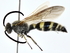  ( - BIOUG80196-B09)  @11 [ ] CreativeCommons - Attribution (2022) CBG Photography Group Centre for Biodiversity Genomics