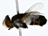  ( - BIOUG80197-H08)  @11 [ ] CreativeCommons - Attribution (2022) CBG Photography Group Centre for Biodiversity Genomics