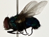  ( - BIOUG80198-D01)  @11 [ ] CreativeCommons - Attribution (2022) CBG Photography Group Centre for Biodiversity Genomics