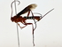  ( - BIOUG80198-F02)  @11 [ ] CreativeCommons - Attribution (2022) CBG Photography Group Centre for Biodiversity Genomics