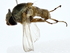  ( - BIOUG80200-B11)  @11 [ ] CreativeCommons - Attribution (2022) CBG Photography Group Centre for Biodiversity Genomics